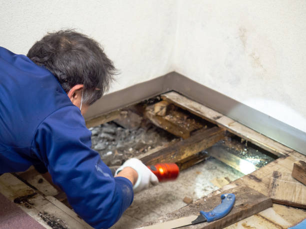 Best Residential Mold Remediation in Saddle River, NJ