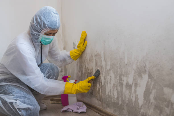Best Crawl Space Mold Remediation in Saddle River, NJ