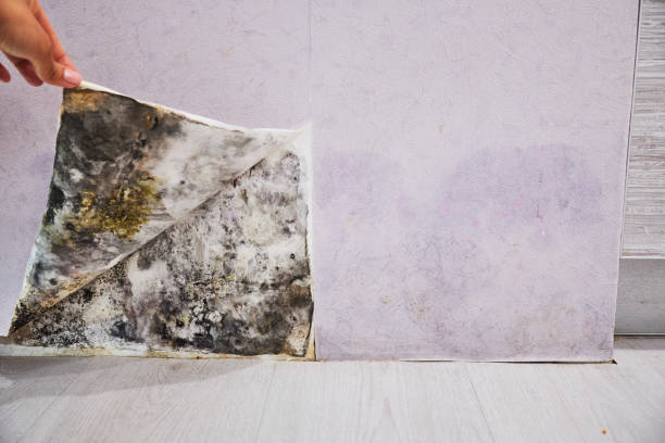 Best Localized Mold Remediation (e.g., coastal areas, humid climates) in Saddle River, NJ